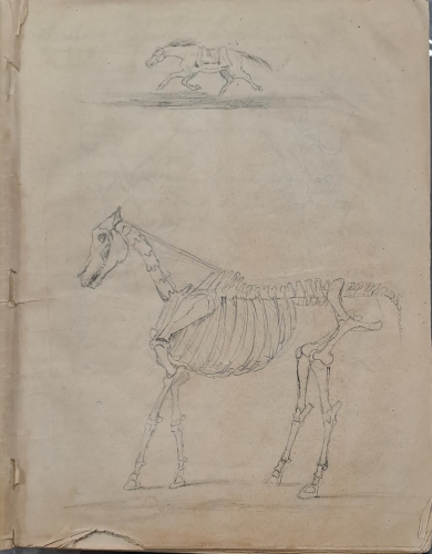 Croquis d'un cheval par le père de Clemenceau